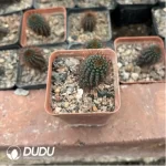 Haworthia Tangcao Lion