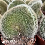 Frailea mammifera subs. angelesiae