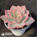 Echeveria Pink Harry Variegated