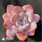 Echeveria Monroe x Lauii