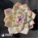 Echeveria Strawberry Jam