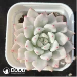 Echeveria Ice Beauty Variegated