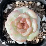 Echeveria 0005Impatiens