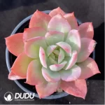 Echeveria Green Fruit Variegated