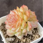 Echeveria FuSu Double Head