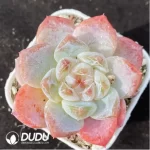 Echeveria White porcelain