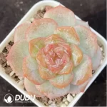 Echeveria Lychee Powder