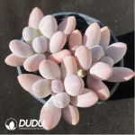 Pachyphytum Beauty Finger