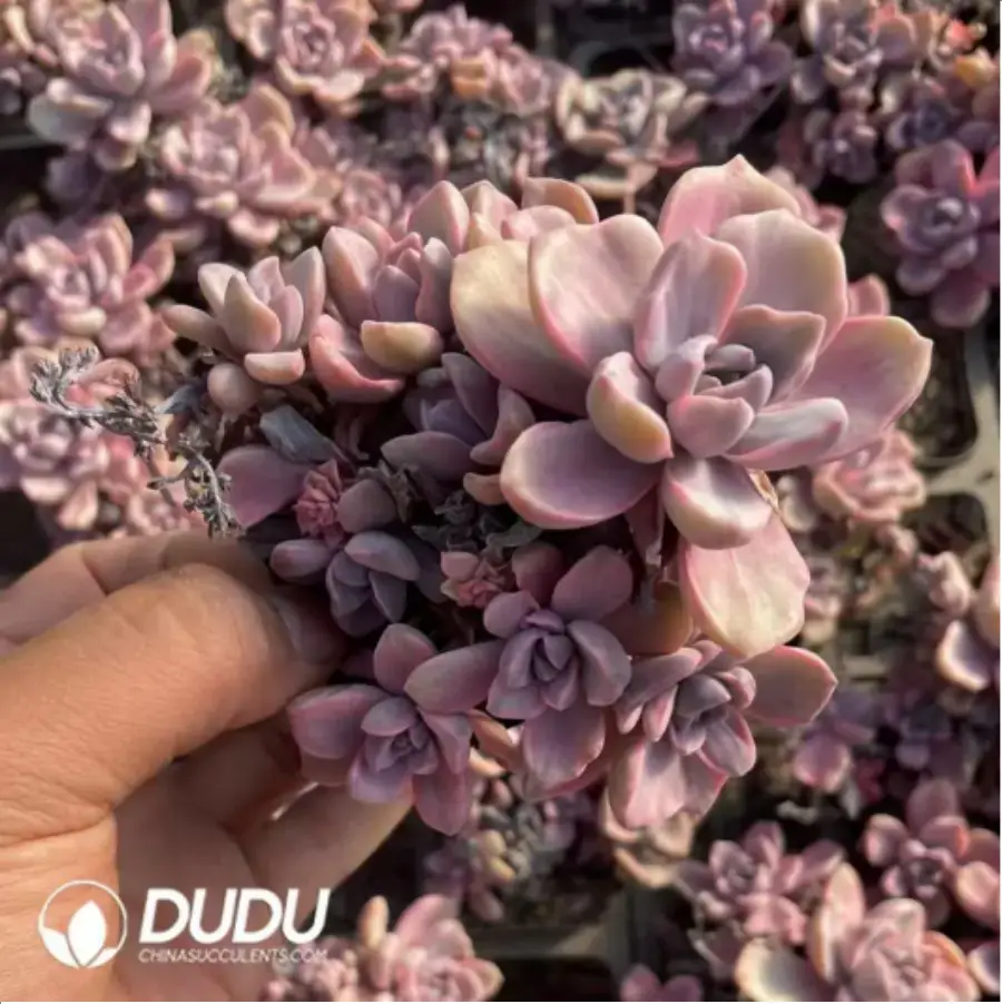 1-120.webp Graptoveria Mrs Richards/Graptoveria Gypsy Variegated Clustering - Image 1