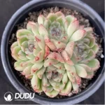 Echeveria Black Sand Beach Clustering