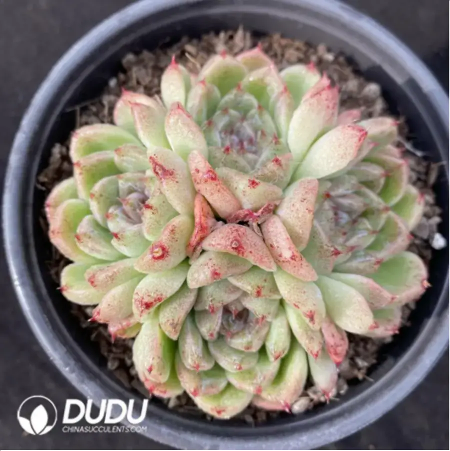 1-1202.webp Echeveria Black Sand Beach Clustering - Image 1