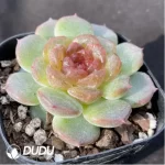 Echeveria Feizixiao