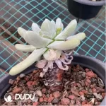Dudleya Thumb