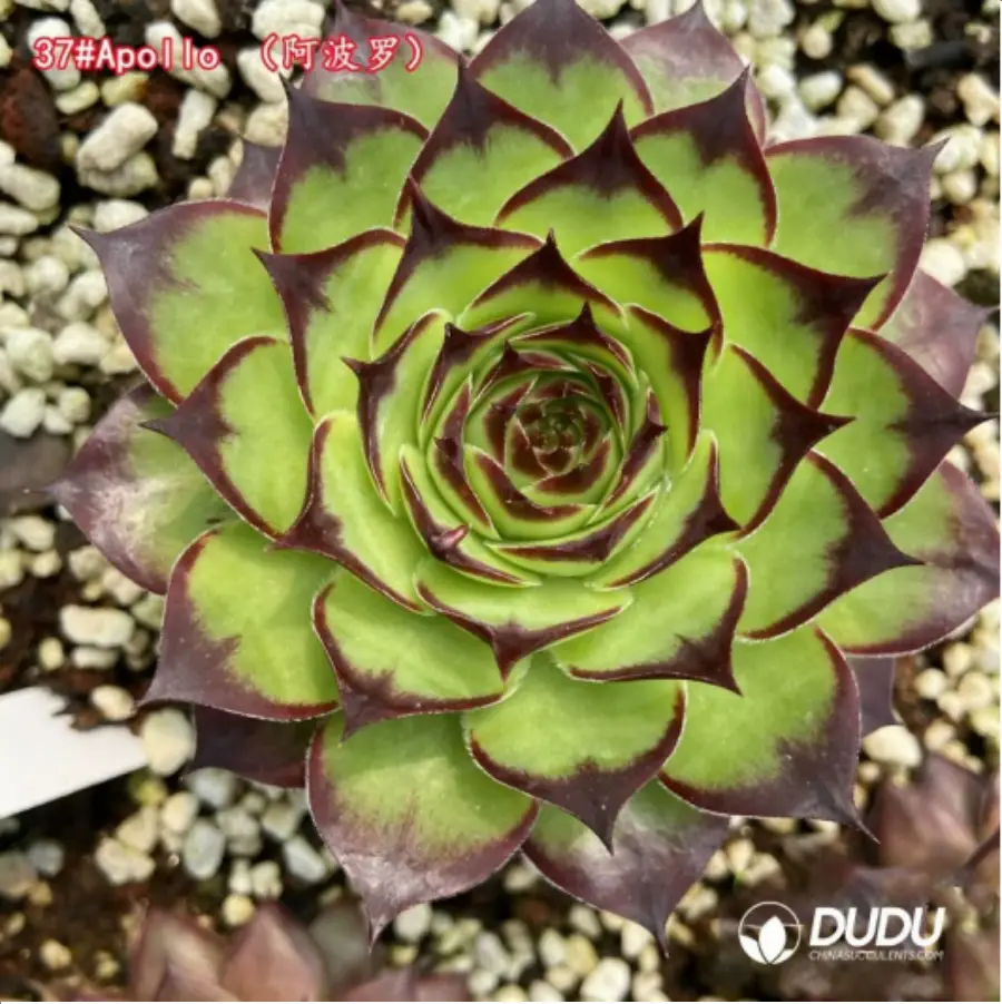 1-1247.webp Sempervivum Apollo - Image 1
