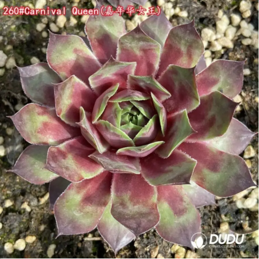 1-1254.webp Sempervivum Carnival Queen - Image 1