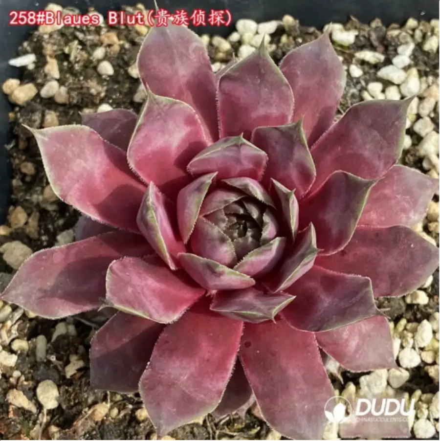 1-1255.webp Sempervivum Blaues Blut - Image 1