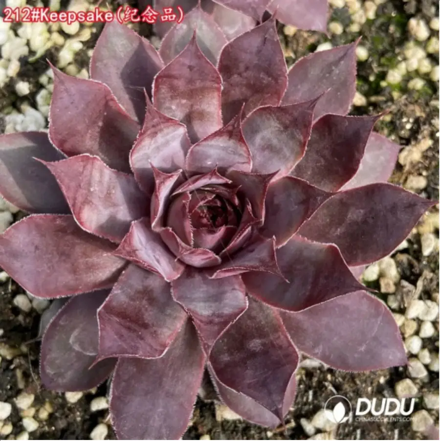 1-1265.webp Sempervivum Keepsake - Image 1