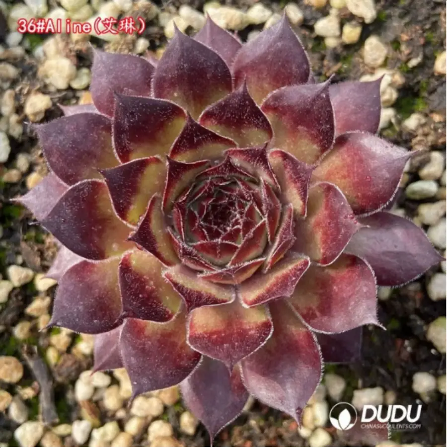 1-1267.webp Sempervivum Aline - Image 1
