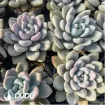 Graptoveria'Opalina’Watermelon Variegated