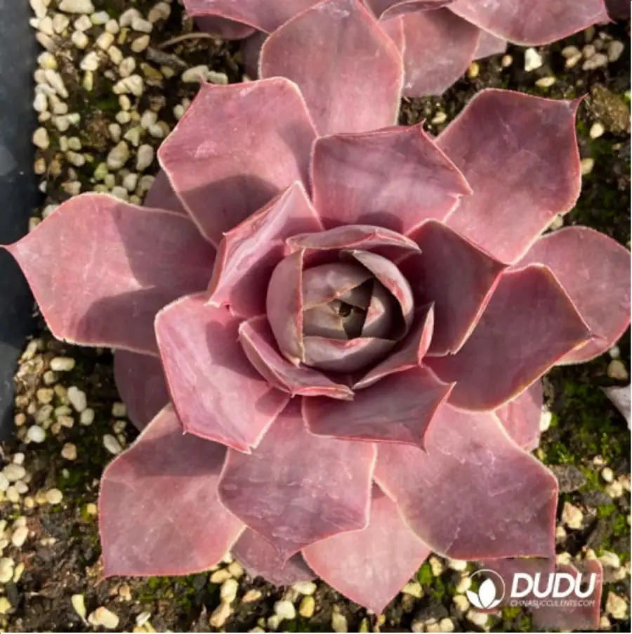 1-1290.webp Sempervivum Landemine - Image 1