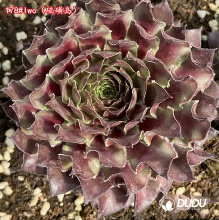 1-1291.webp Sempervivum Iwo - Image 1