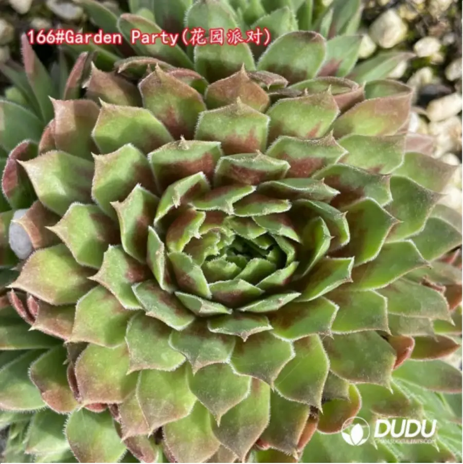 1-1300.webp Sempervivum Garden Party - Image 1