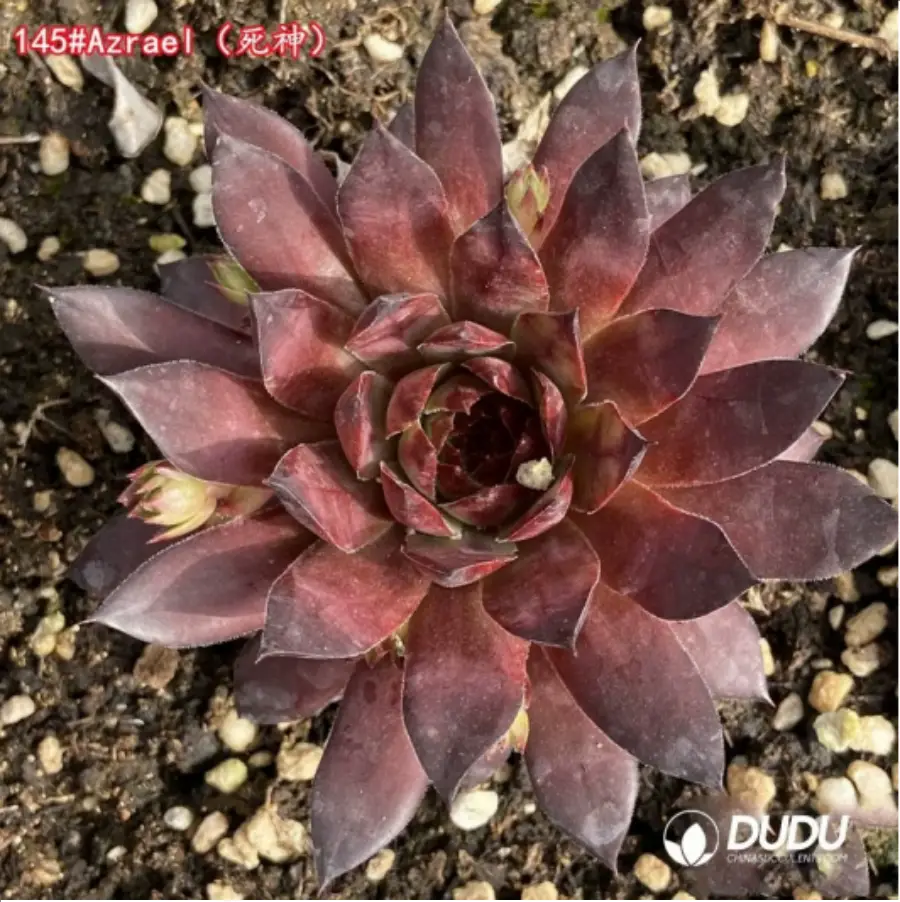 1-1312.webp Sempervivum Azrael - Image 1