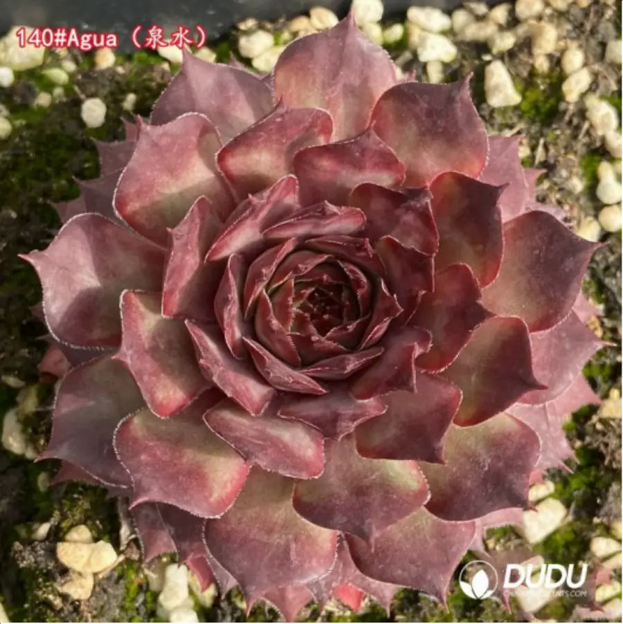 1-1314.webp Sempervivum Agua - Image 1