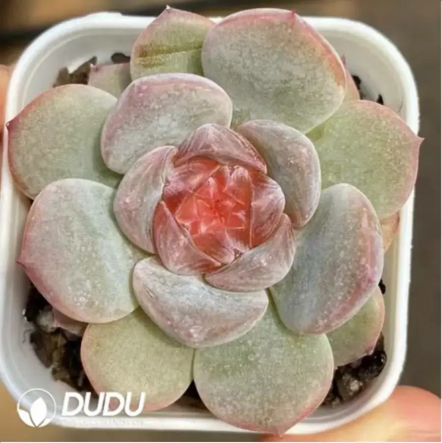 1-133.webp Echeveria Rose - Image 1