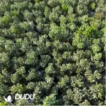 Crassula Ovata Gollum Variegated