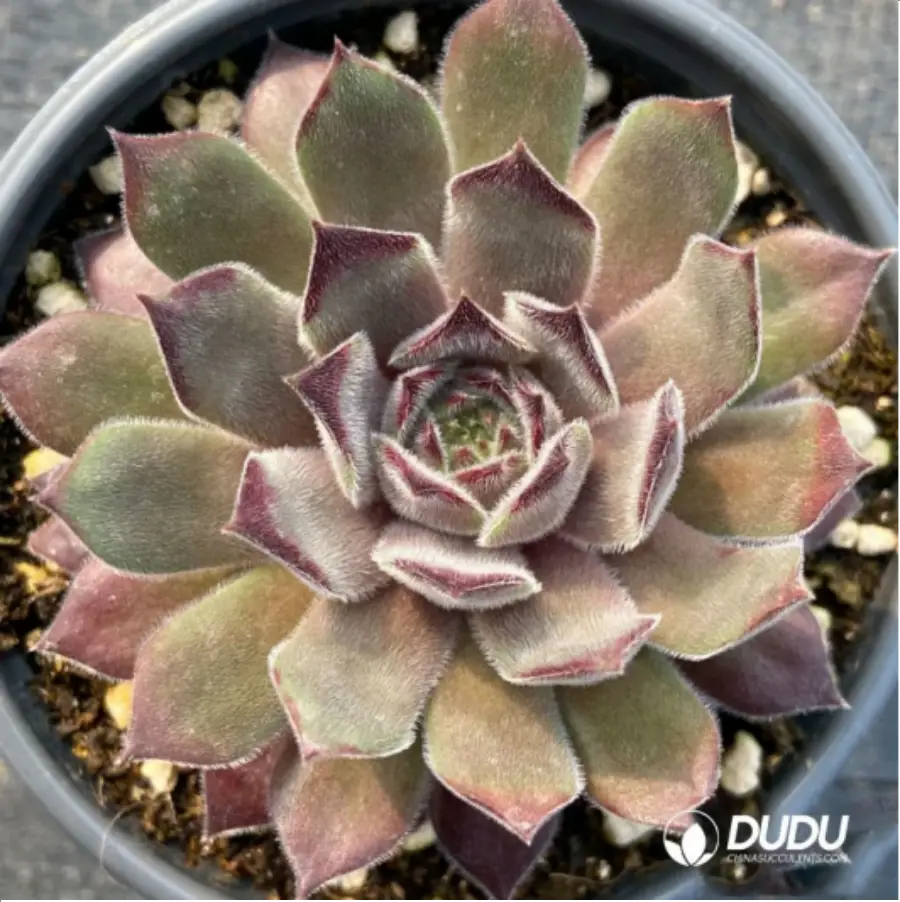 1-1354.webp Sempervivum Anka - Image 1