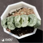 Haworthia Echinocereus blanckii