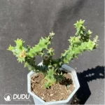 Asclepiadaceae Huernia pillansii