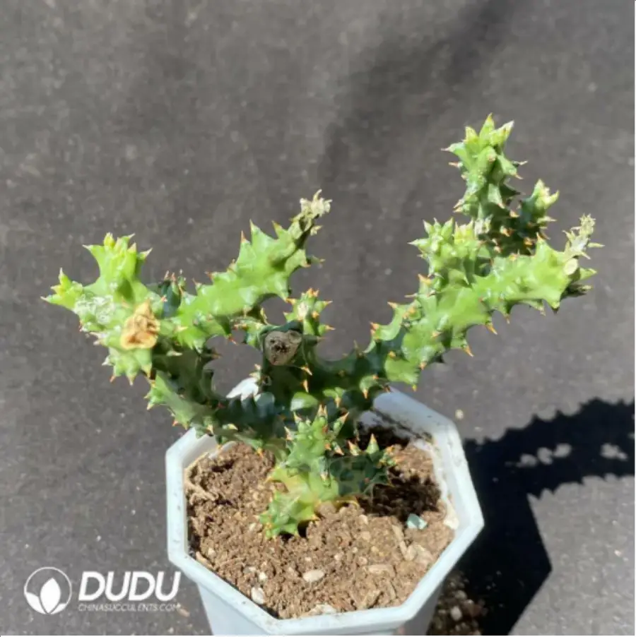 1-1367.webp Asclepiadaceae Huernia pillansii - Image 1