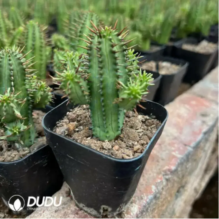 1-1372.webp Euphorbia aggregata - Image 1