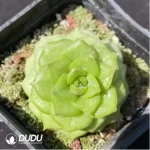 Echeveria Chai Biluo