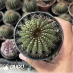 Uebelmannia Pectinifera