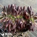 Aeonium Arboreum Velour European NO.6