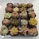 AC Random Collocation-8