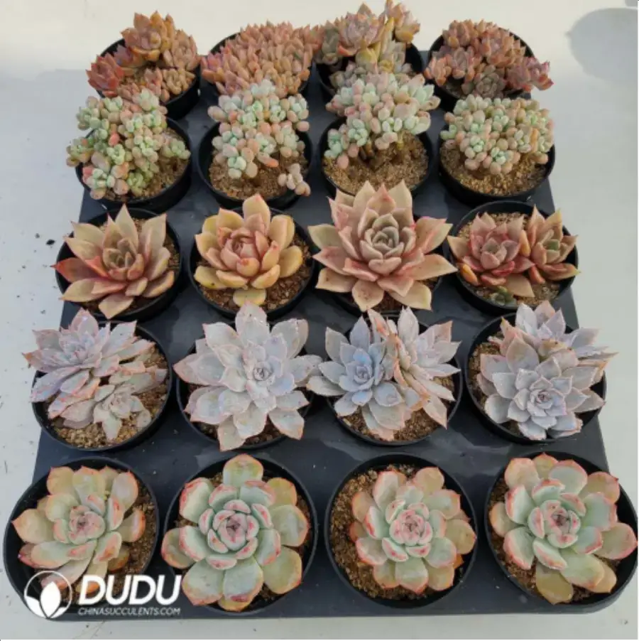 1-1408.webp AC Collocation-5 - Image 1