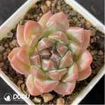 Echeveria Diamond Jenny