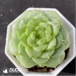 Echeveria Ivory Jenny