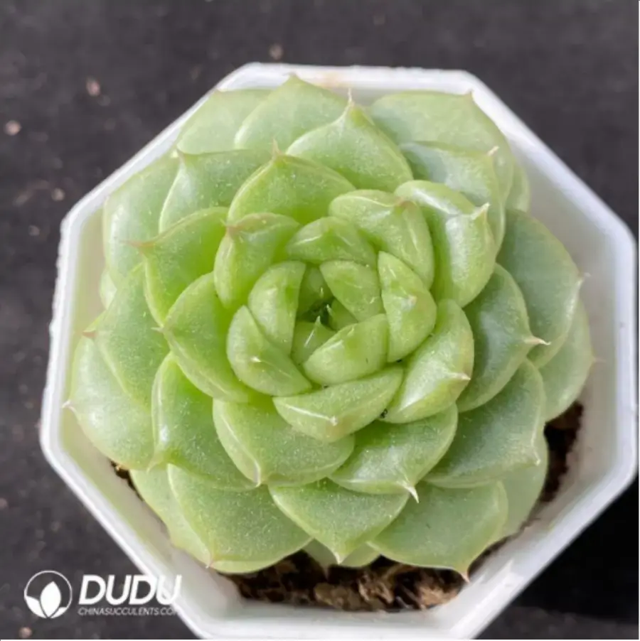 1-1422.webp Echeveria Ivory Jenny - Image 1