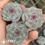 Echeveria Kong Sugar Heart