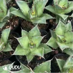 Agave Titanota Caesar