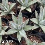 Agave Titanota Hades