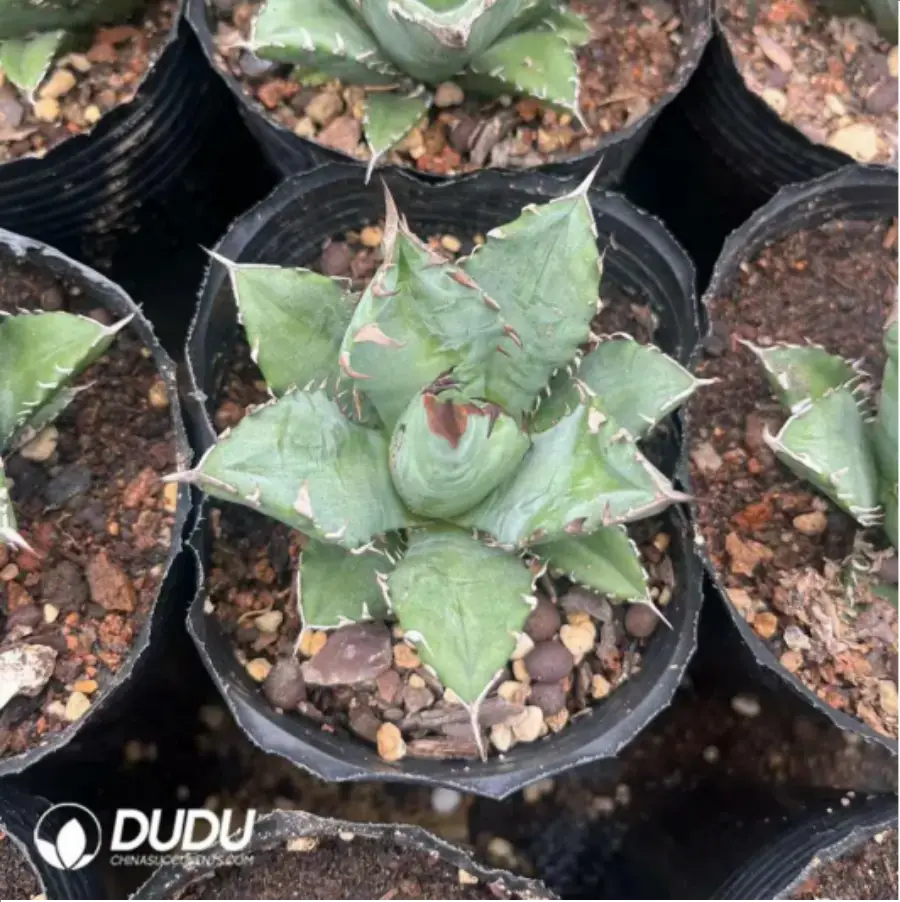 1-1447.webp Agave Titanota Dwarf - Image 1