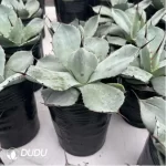 Agave Titanota Werewolf