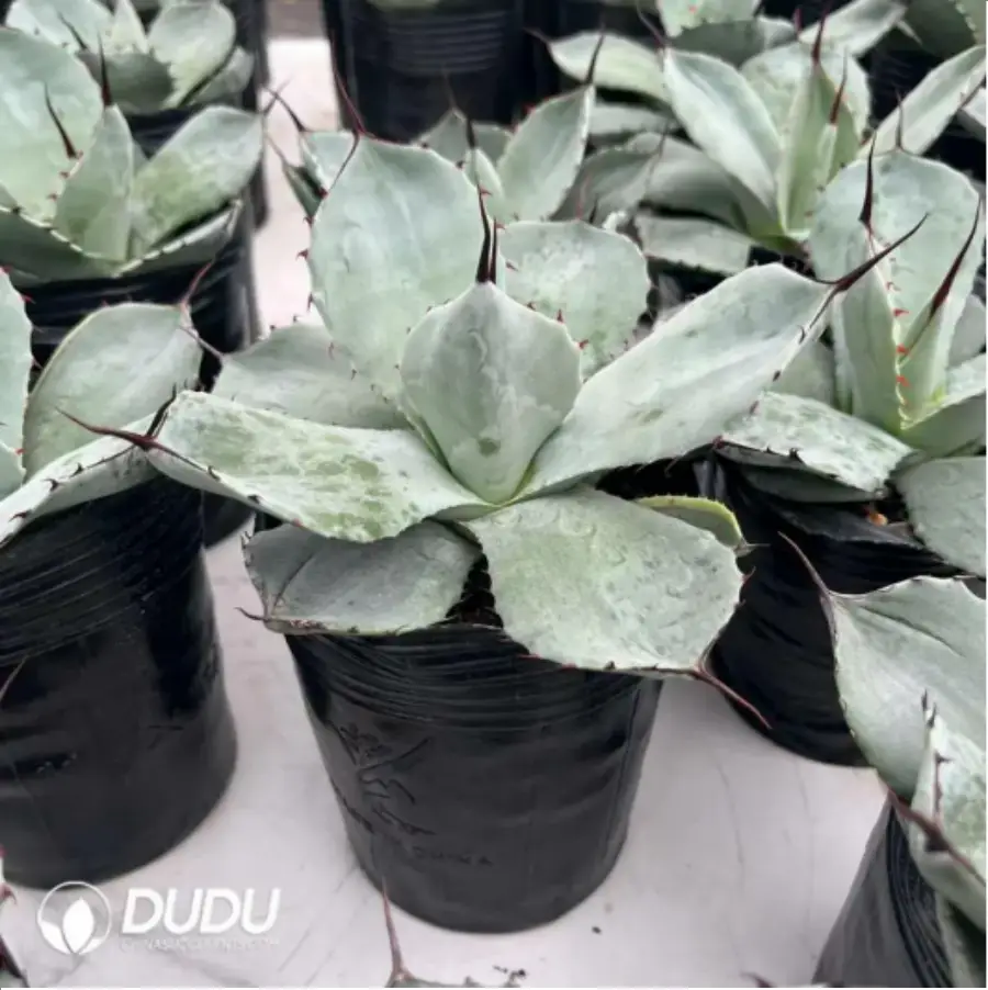 1-1453.webp Agave Titanota Werewolf - Image 1