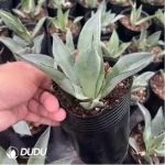 Agave Mangave Bloodline